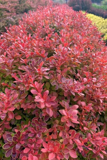 Барбарис тунберга Корал | Berberis thunbergii Coral | Барбарис тунберга Корал